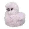 Flash Sale Cara Lilac Silkie Chick Farm