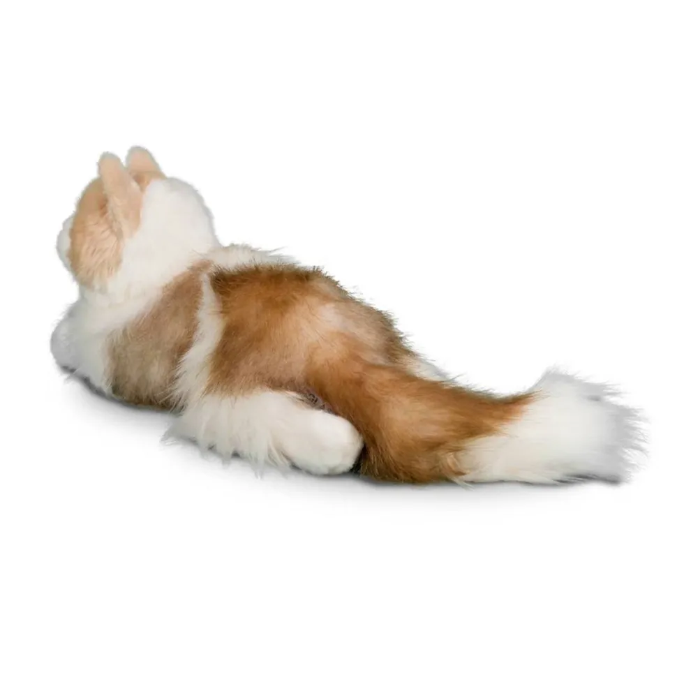 New Kiki Ragdoll Cat Cats